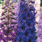 Delphinium, Emerald Pacific Mix Seeds Online Edition