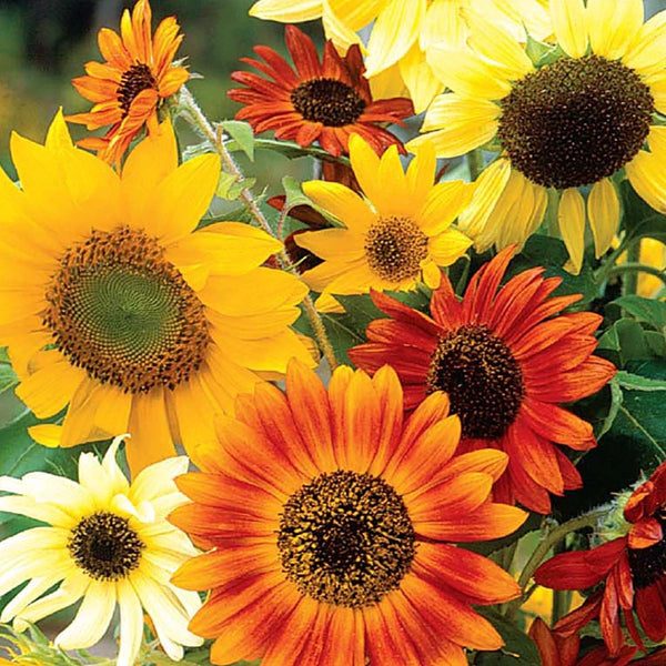 9507_Sunflower_Fun_Sunny_cropp