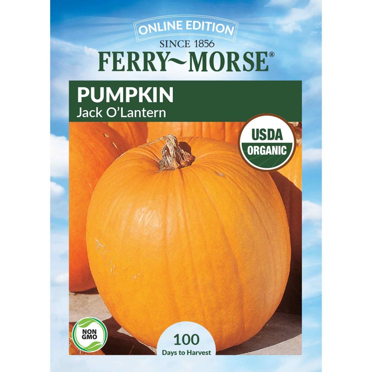 Pumpkin, Jack O'Lantern Organic Seeds | Decorative Pumpkins