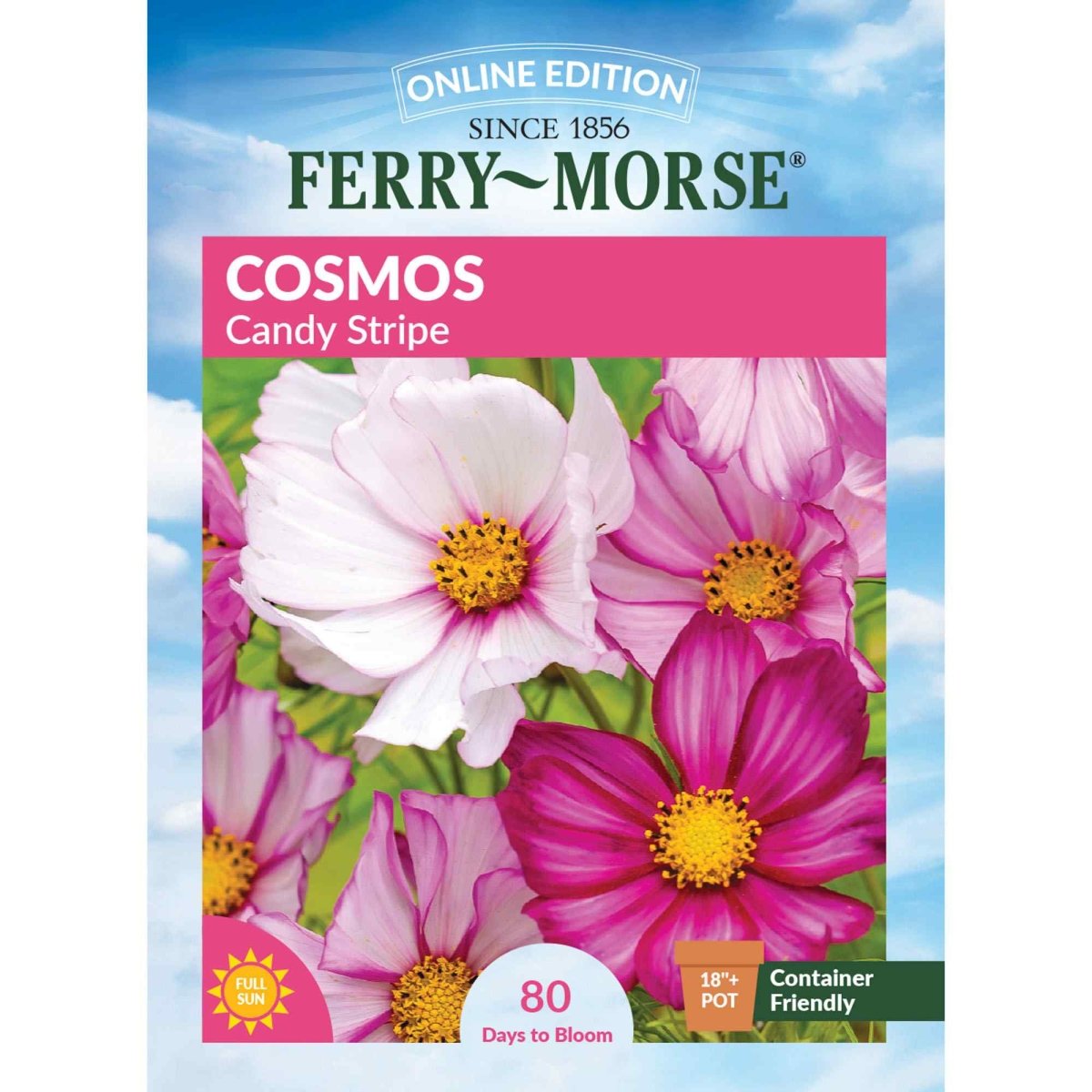 Cosmos, Candy Stripe Seeds | Flower Garden | Colorful Cut Flowers