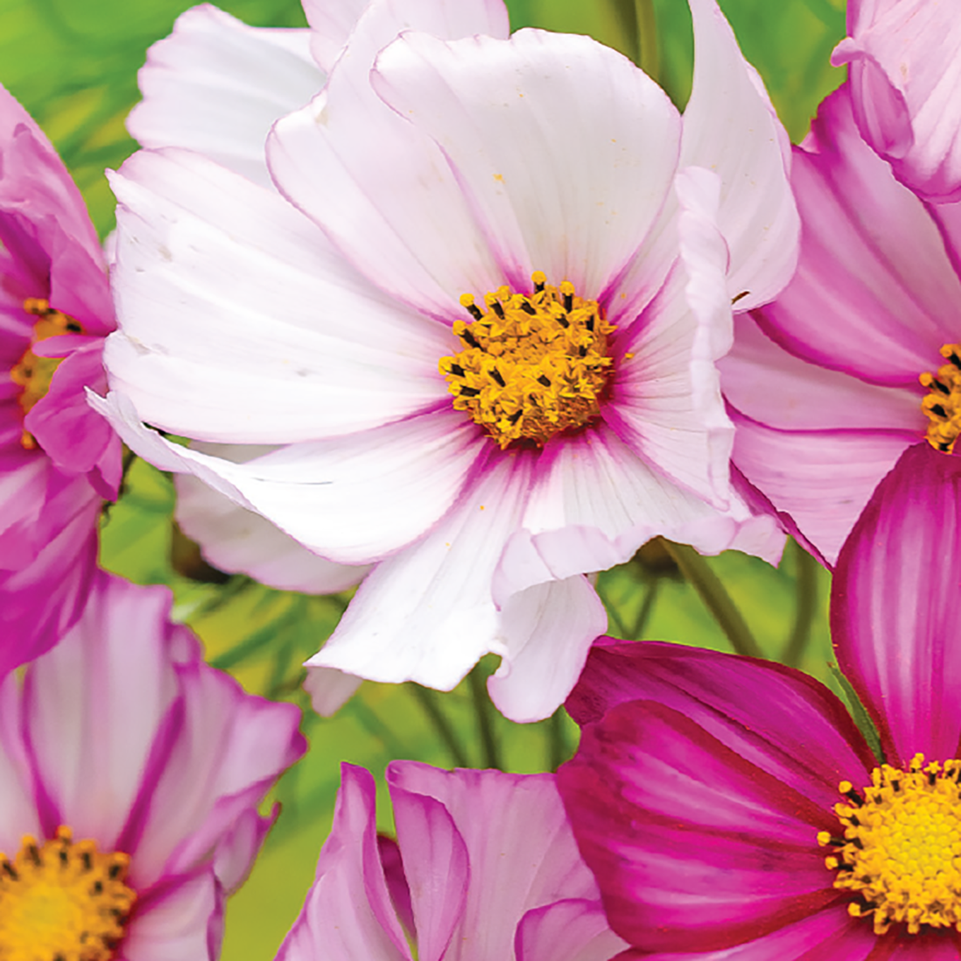 An image displaying pink and white cosmos flowers with a prominent yellow center.