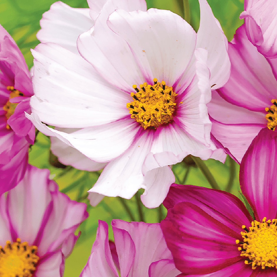 Cosmos, Candy Stripe Seeds | Flower Garden | Colorful Cut Flowers