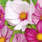 Cosmos, Candy Stripe Seeds Online Edition