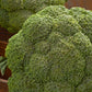 Broccoli, Destiny Hybrid Seeds Online Edition