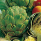 Artichoke, Green Globe Seeds Online Edition