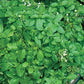 Basil, Lime Seeds Online Edition