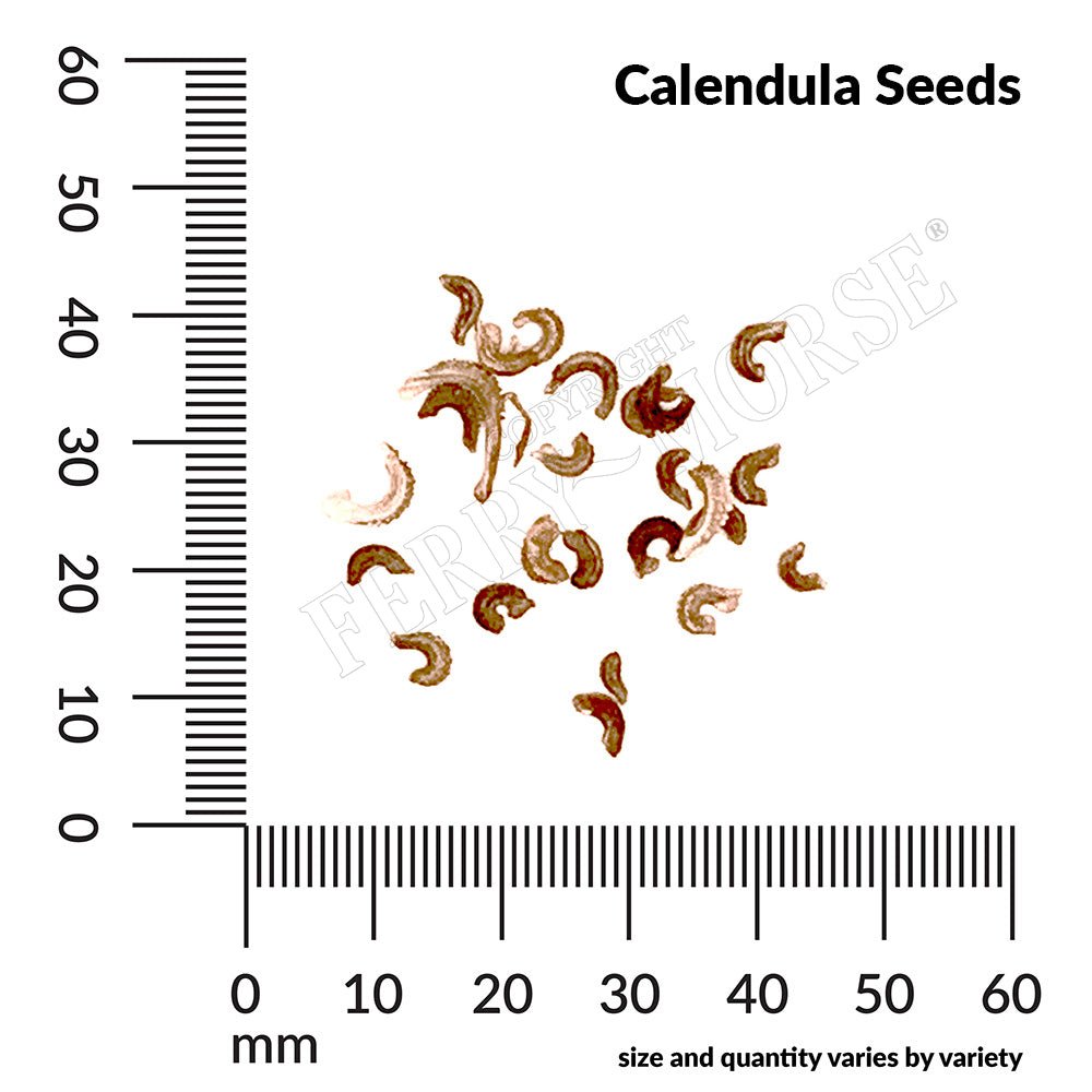Calendula Pacific Beauty Seeds | Cut flowers | Bright blooms