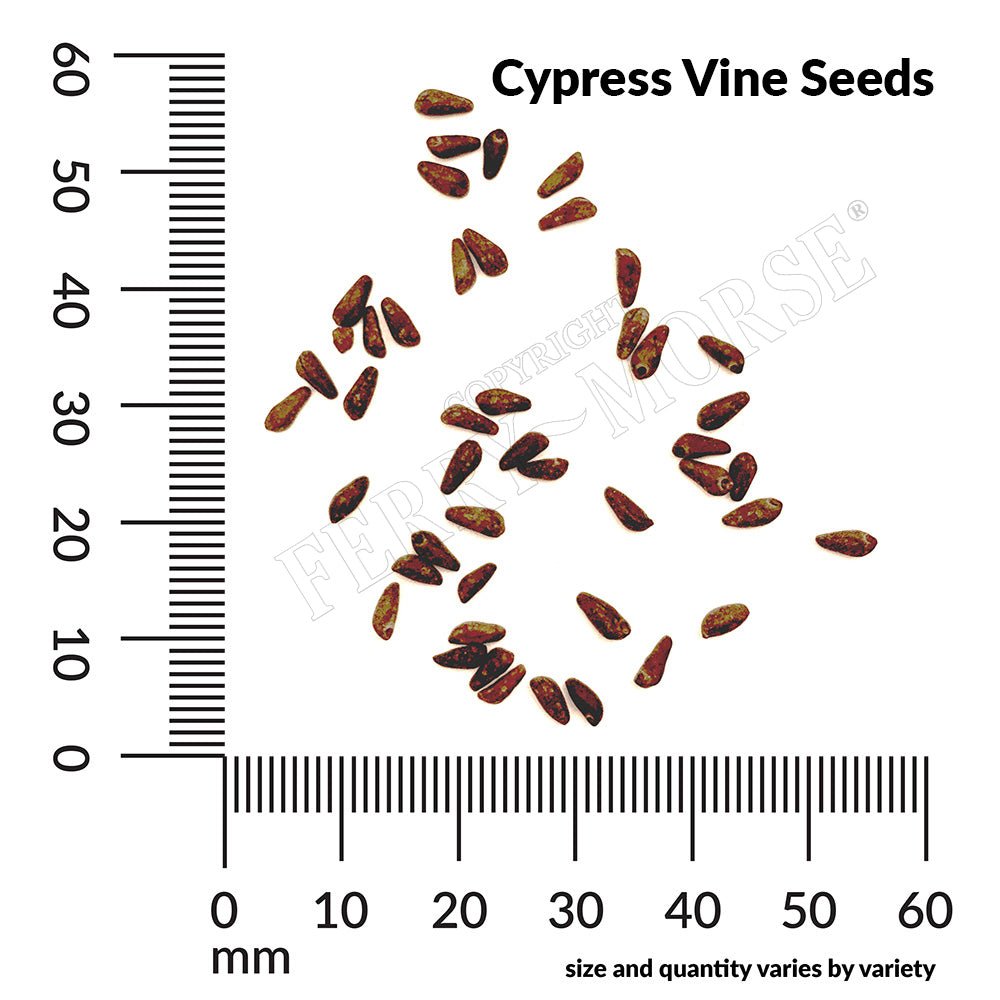 Cypress Vine Mixed Colors Seeds | Decorative Vines | Climbing