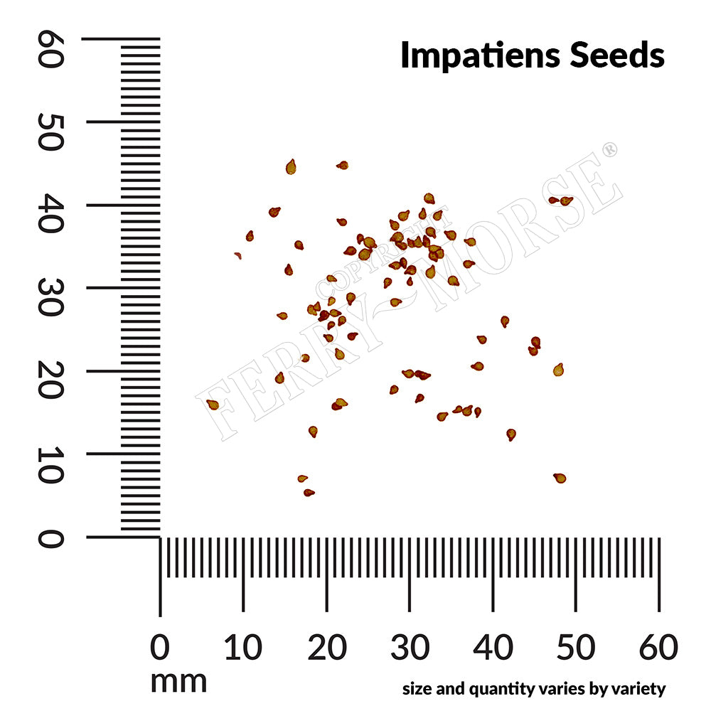 Impatiens seed spill and measurement