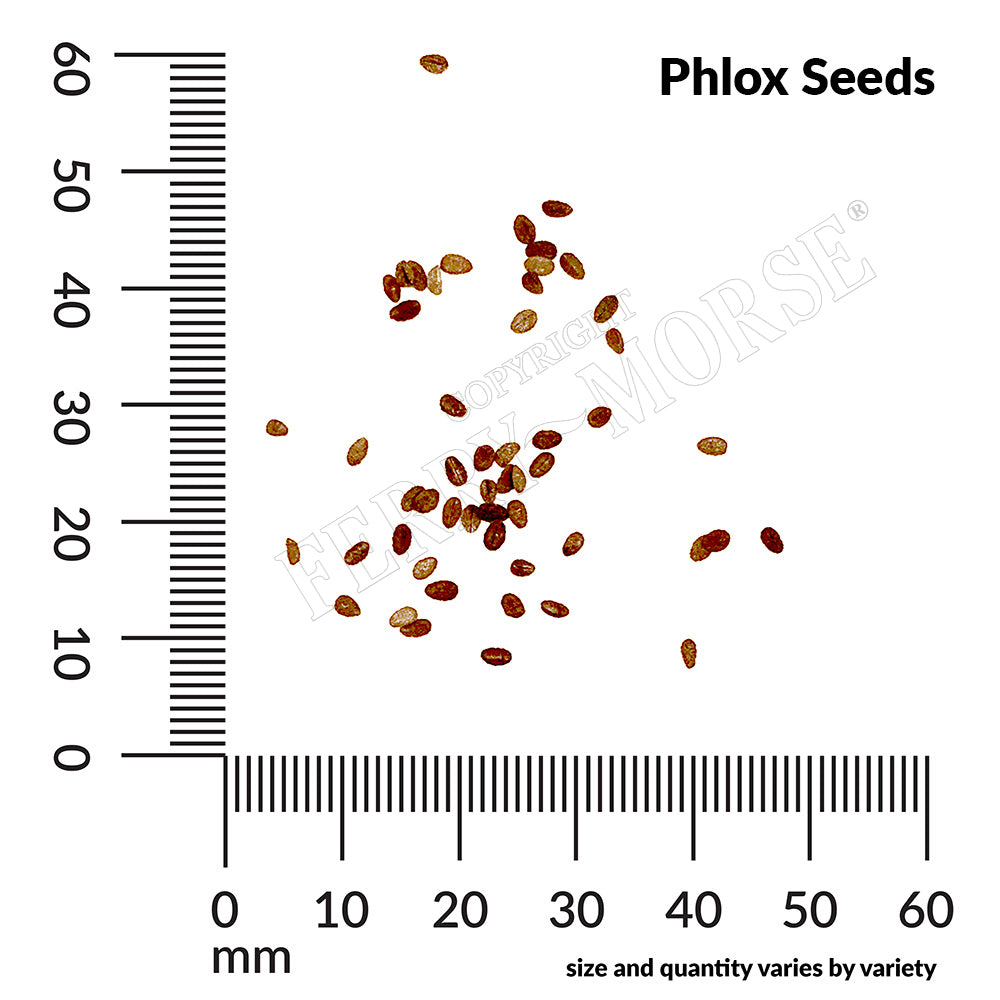 phlox seed spill and measurement 