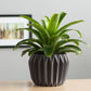 Green potted plant in a decorative pot on a table with a blurred background