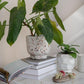Multicolor Terracotta Planter, Terrazzo Finish