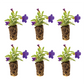 Calibrachoa Cabaret Midnight Blue Plantlings Live Baby Plants 1-3in., 6-Pack