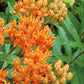 Butterfly Weed Asclepias Tuberosa Orange Plantlings Live Baby Plants 1-3in., 6-Pack