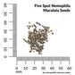 Five Spot, Nemophila Maculata Seeds Online Edition