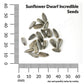 Sunflower, Dwarf Incredible Seeds Online Edition