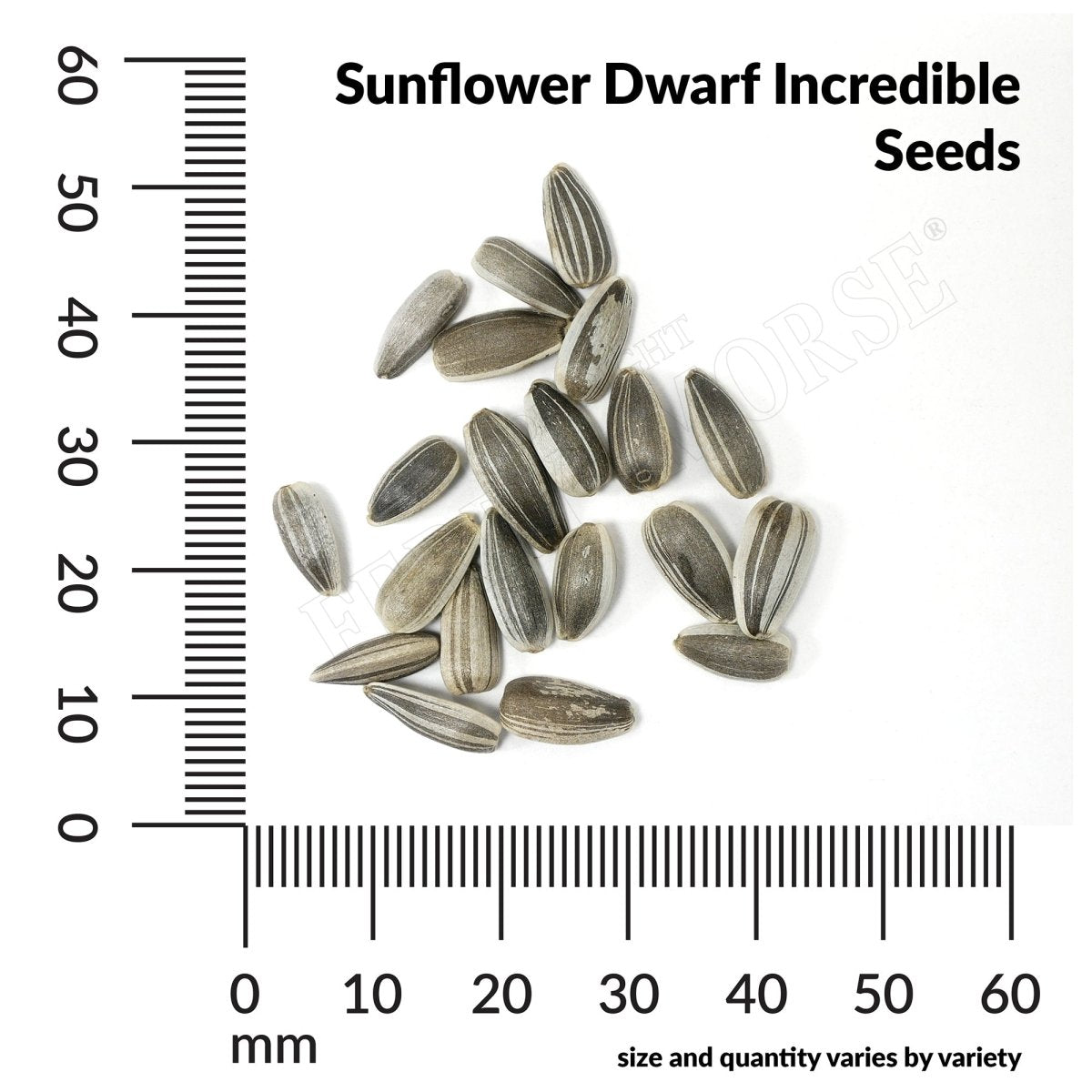 planting depth of sunflower seeds Sunflower Dwarf Incredible Seeds