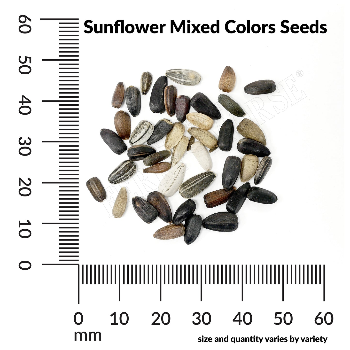 Sunflower, Mixed Colors Seeds Online Edition