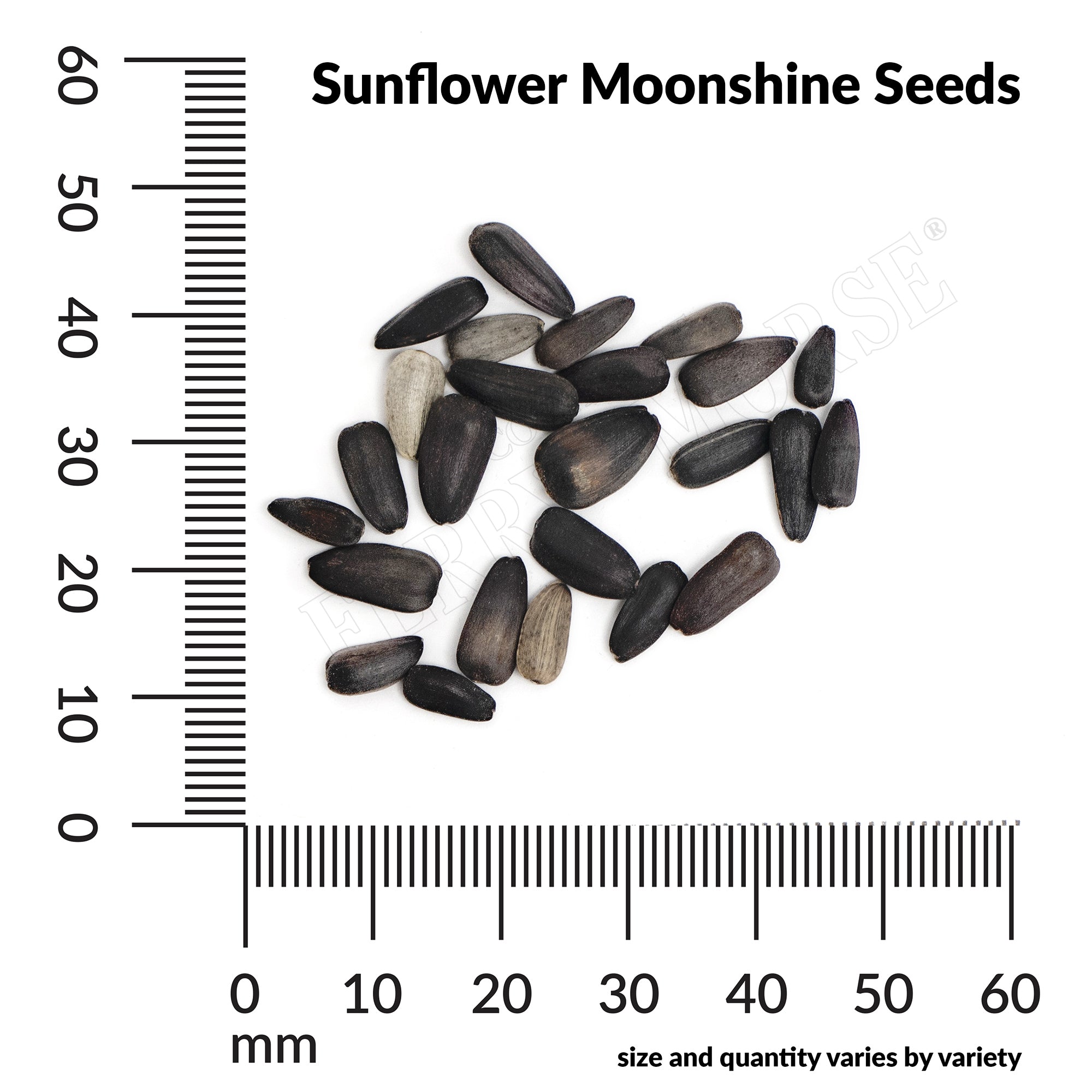 新品未使用　SUNFLOWER サンフラワー　Moon Merino 新品未使用 SUNFLOWER サンフラワー Moon Merino