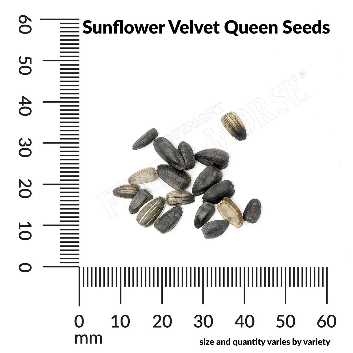 velvet plant seeds Sunflower Velvet Queen Annual Flower Seeds from Ferry-Morse Seeds