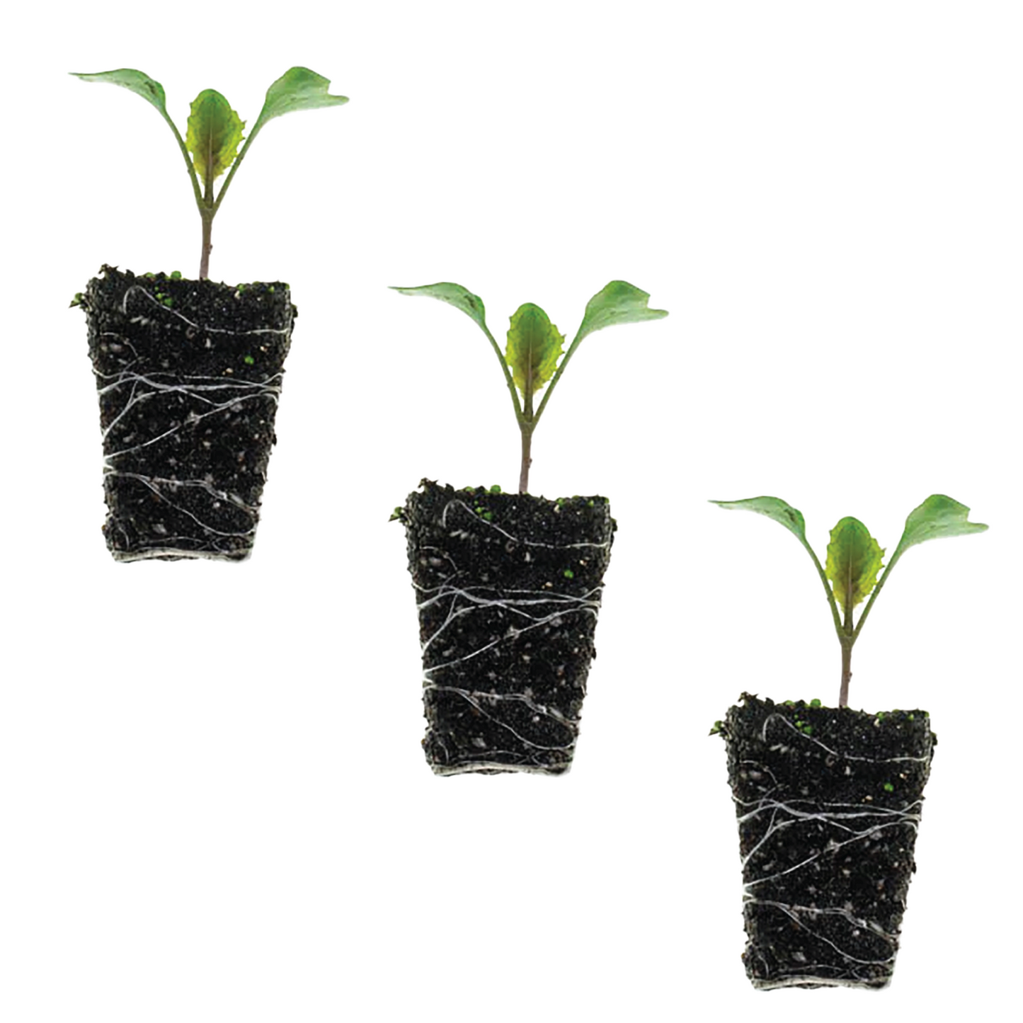 Cauliflower Snow Crown Plantlings Live Baby Plants 1-3in., 3-Pack