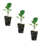Brussels Sprouts Long Island Green Plantlings Live Baby Plants 1-3in., 3-Pack