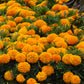 African Marigold Taishan® Orange Plantlings Live Baby Plants 1-3in., 6-Pack