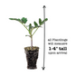 Tomato Beefmaster Plantlings Live Baby Plants 1-3in., 3-Pack