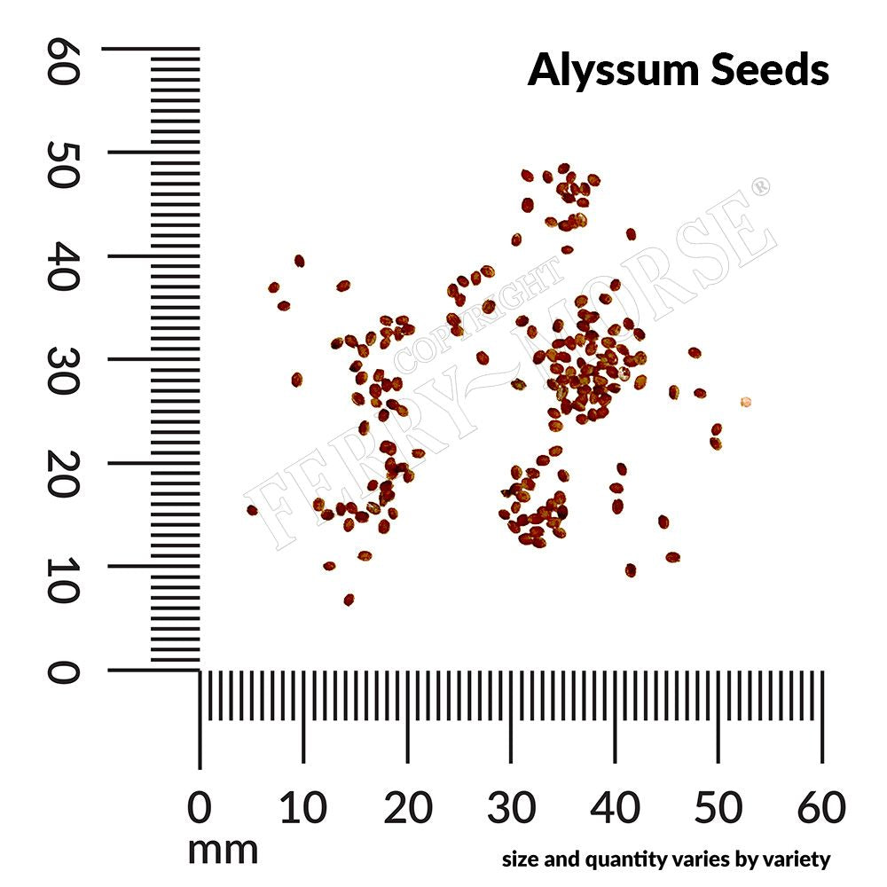 Alyssum seed spill and measurement