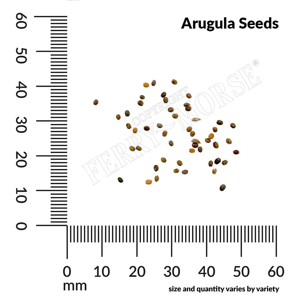 Arugula seed spill and measurement