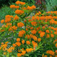 Butterfly Weed Asclepias Tuberosa Orange Plantlings Live Baby Plants 1-3in., 6-Pack