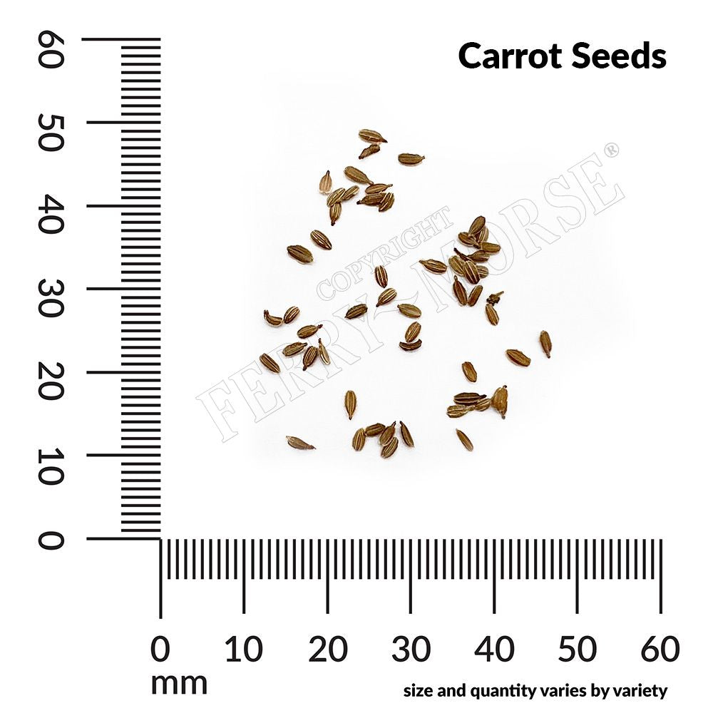 Carrot, Long Imperator Organic Seeds
