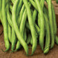 Blue Lake Stringless Garden Green Beans FM1K Pole Seeds from Ferry Morse