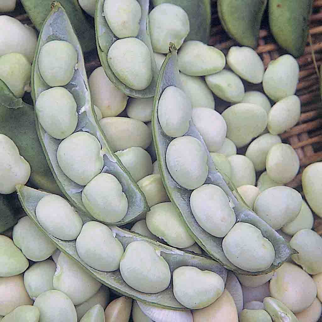Lima Fordhook Bush #242 Bean seeds fully mature and newly harvested.