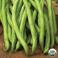 Bean, Blue Lake Stringless Pole Organic Seeds Online Edition