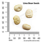 Bean, Lima Fordhook Seeds Online Edition