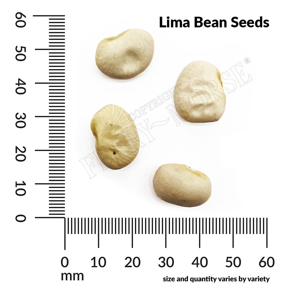 Bean, Lima Fordhook Organic Seeds