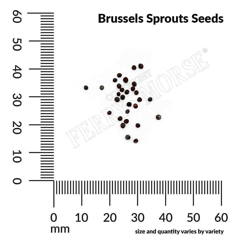 Brussels Sprouts, Catskill Seeds