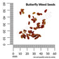 Asclepias Tuberosa, Butterfly Weed Seeds Online Edition