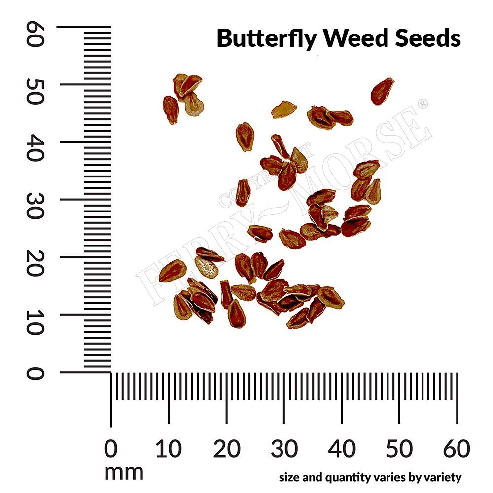 butterfly plant seeds for sale Asclepias Tuberosa Butterfly Weed Seed 300mg from Ferry-Morse Seeds