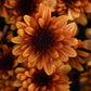 Mums Milkshake Kiwi Bronze Plantlings Plus Live Baby Plants 4in. Pot, 2-Pack