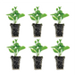 Vinca Major Variegated Plantlings Live Baby Plants 1-3in., 6-Pack