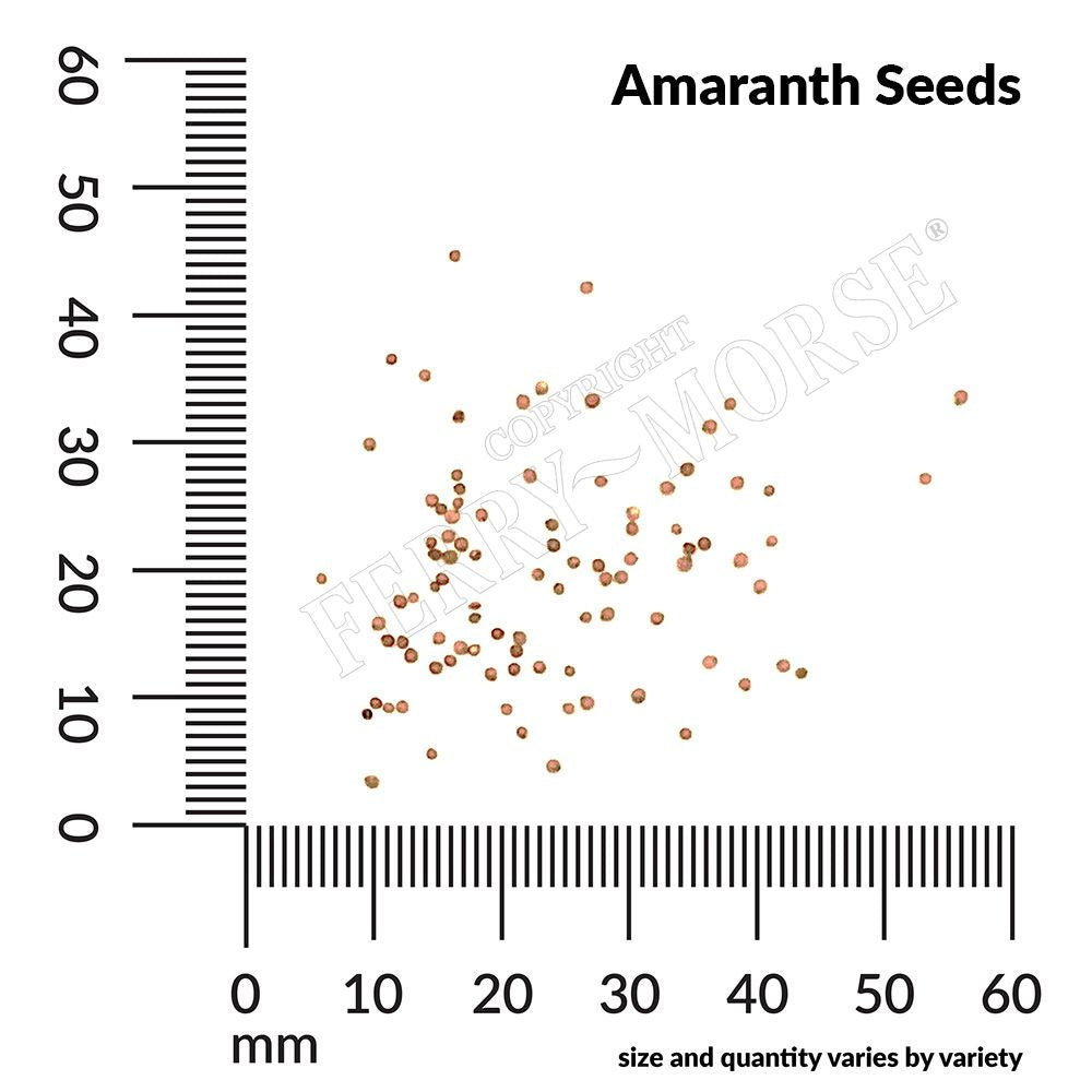 Amaranth, Love Lies Bleeding Seeds