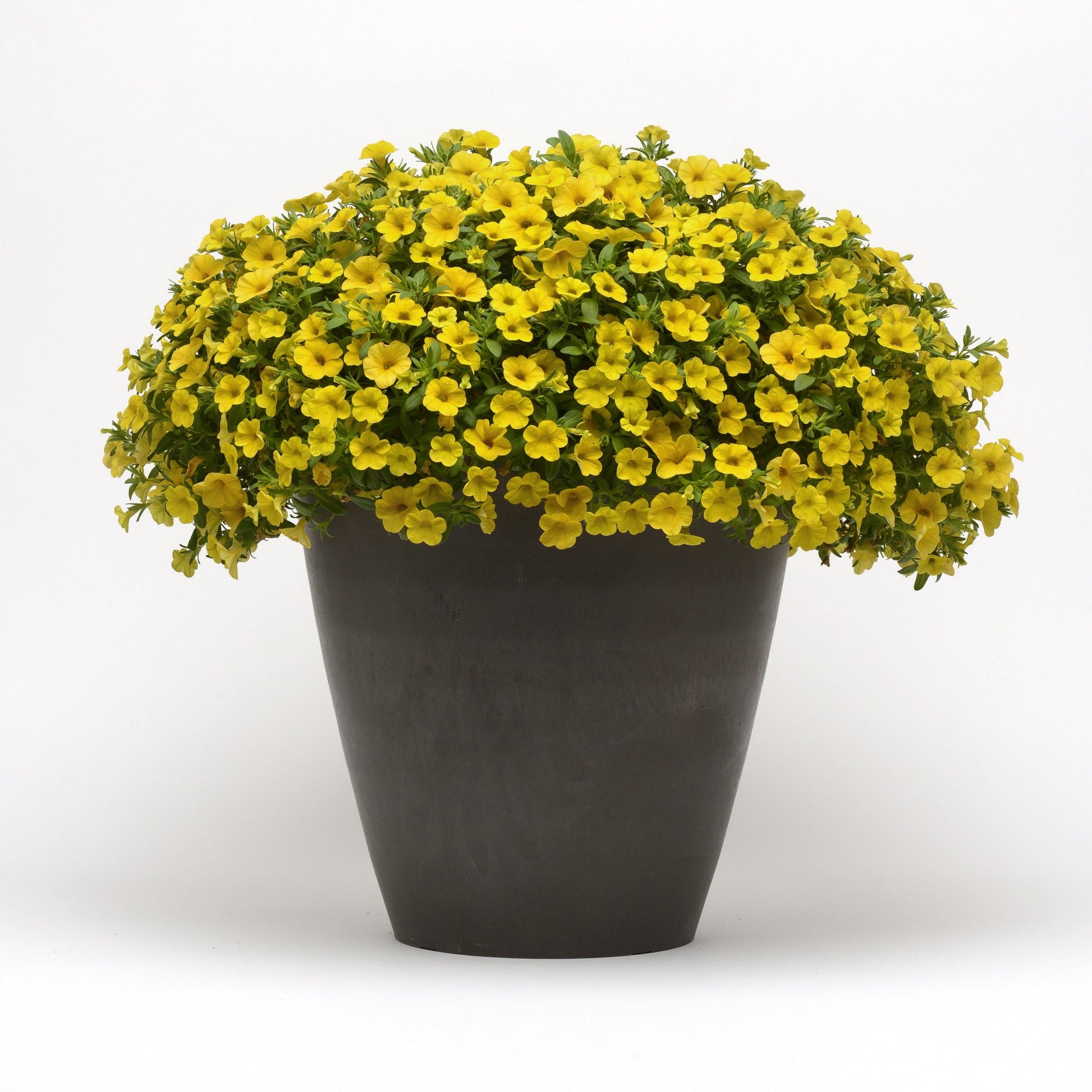 Buy Ferry-Morse Calibrachoa Cabaret Deep Yellow Plants | Ferry-Morse ...