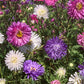 Aster, Crego Mixed Colors Seeds