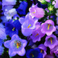 Canterbury Bells in full bloom