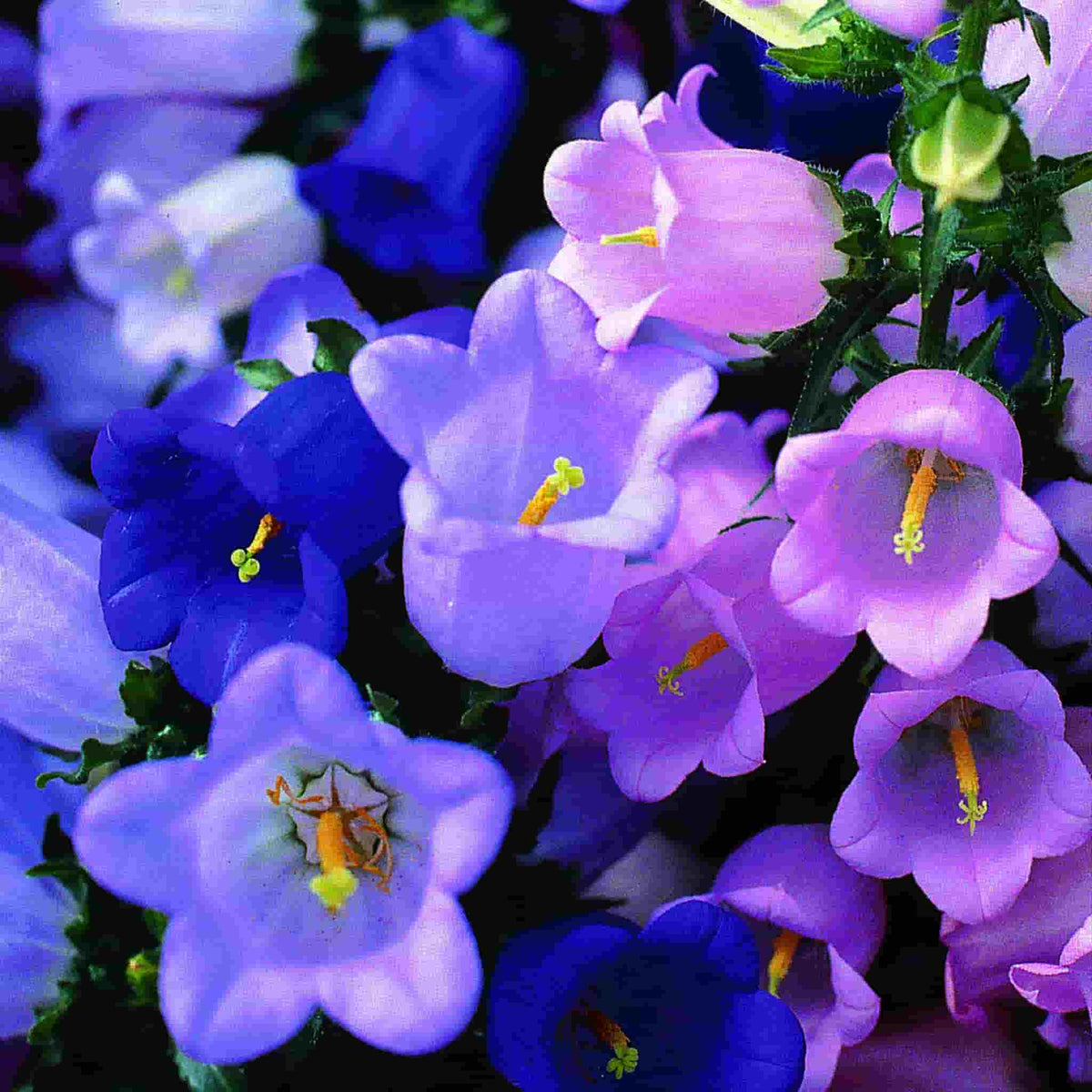 Canterbury Bells in full bloom