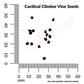 Cardinal Climber Vine Seeds Online Edition