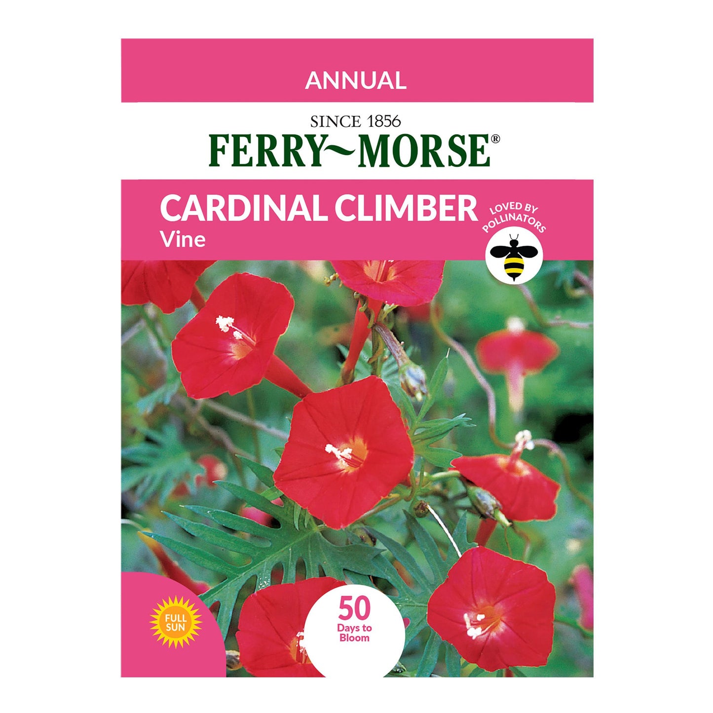 Cardinal Climber Vine Seeds