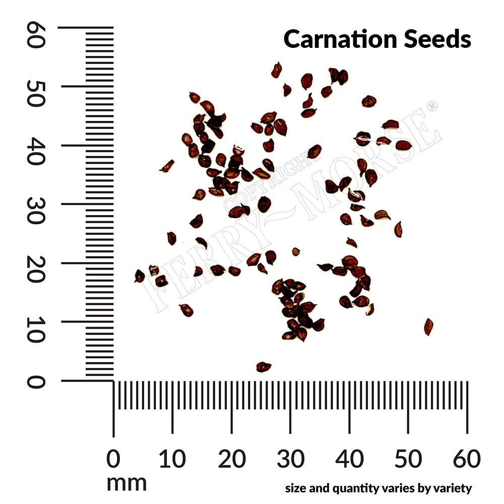 Carnation, Chabaud Giant Mixed Colors Seeds Online Edition